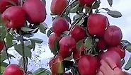 DELICIOUS RED APPLE PICKING AND HISTORY #shorts