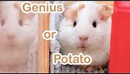 How Smart Are Pet Guinea Pigs?