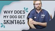 Explaining Dog Skintags | Eastwood Animal Clinic