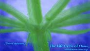 The Life Cycle of Chara, a Fresh Water Green Alga