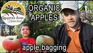 How to Grow Apples Without Spray (apple bagging)