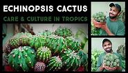 Echinopsis Cactus Care Guide In A Tropical Climate | Hedgehog Cactus | Nandanam Exotics | By Nirmal