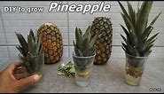 How to Grow Pineapples at Home step by step easy Way - DIY to grow Pineapple plant from the Top.