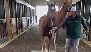 Did you know, we weigh our foals every month? Check out our pro 24 Candy Apple Red 🍎 getting his weight taken! Video by employee, Edgar at Widow’s Watch barn!