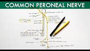 Common Peroneal Nerve - Deep Peroneal Nerve & Superficial Peroneal Nerve | Anatomy Tutorial