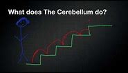 026 The Function of the Cerebellum
