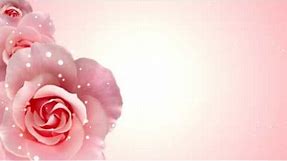 Roses Motion Background Free HD