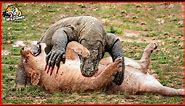 Komodo Dragon: The World's Largest and Most Brutal Reptile! - Komodo Dragon Facts
