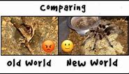 OLD WORLD vs NEW WORLD tarantulas !!! Q&A