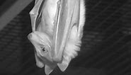 Giant Flying Fox  - Lubee Bat Conservancy | Explore.org