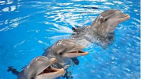 Dolphins keep lifelong social memories, longest in a non-human species