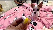 Tiny DOG destroyed APPLE AIRPODS🤦‍♂️ | Ss vlogs :-)