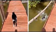 Rescue Cat Falls Off Jetty And Into Water