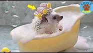 Funny and Cute Hedgehog Compilation