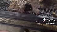How to pet a porcupine. #cobbsadventurepark #fyp #rescue #babyanimals #animalsoftiktok #porcupine #cute