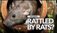 A-Z of Pests: Pest Advice for Rats