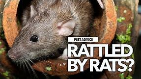 A-Z of Pests: Pest Advice for Rats