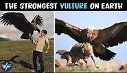 Andean Condor - The Strongest Vulture on Earth