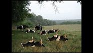 Cow Tipping Video | That's Called Cow Tipping