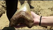 Huge prehistoric shark tooth discovery