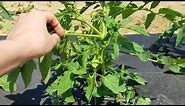 How to Prune Bush Type or Determinate Tomato Plants