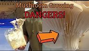 Dangers of Indoor Mushroom Growing & How to Avoid Them