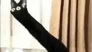 Long neck black cat