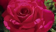 Voluptuous! Hybrid Tea Rose