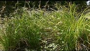 sedges - Carex spp. Identification and characteristics