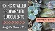 How to Speed Up Succulent Propagation