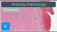 Kidney: cells and tissues (preview) - Human Histology | Kenhub