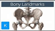 How to Memorize Bony Landmarks Quickly and Easily! - Human Anatomy | Kenhub