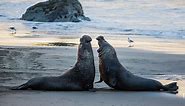 Northern Elephant Seal Rookery - Visit Cambria | CA
