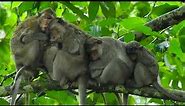 This is the real wildlife of monkeys sleeping under heavy rain coming