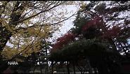 Osaka, Japan - Autumn Walk (HD)