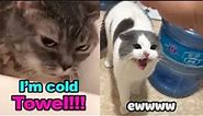 These Cats Can Speak English! - TALKING CATS "MEOW" Language - Tiktok pets Video