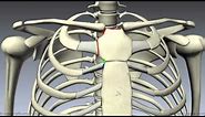 Sternum - 3D Anatomy Tutorial