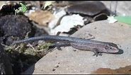 The Common Lizard | British Herpetofauna