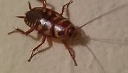 Video of the Palmetto Bug American CockRoach (What does Look Like Picture Florida Texas California)