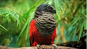 10 Beautiful Exotic Birds You Won't Believe Actually Exist
