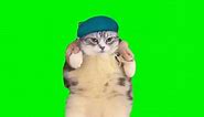 #CapCut hey hey you you I don't like your girlfriend dancing cat meme