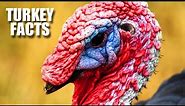 Turkey Facts: FACTS about TURKEYS (the bird) | Animal Fact Files