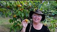 Raintree Nursery Fruit Feature: Chojuro Asian Pear!