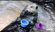 Nellie the Sea Otter stacks cups at Point Defiance Zoo & Aquarium