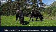 Discover The Gentle and Docile Nature of Friesian Horses!