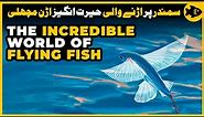 The Incredible World of Flying Fish | Top Facts and Information about Flying Fish | Garnai Fish