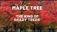 "Maple Tree : Tips for Healthy Growth, Fascinating Facts, and Top Maple Varieties