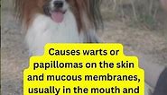 Canine Papillomavirus