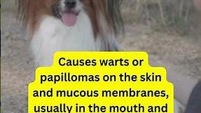 Canine Papillomavirus