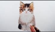 How to draw a kitten easily with colored pencils.